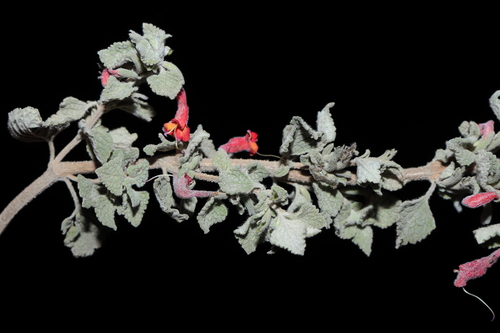 Clinopodium flabellifolium (Clinopodium flabellifolium)