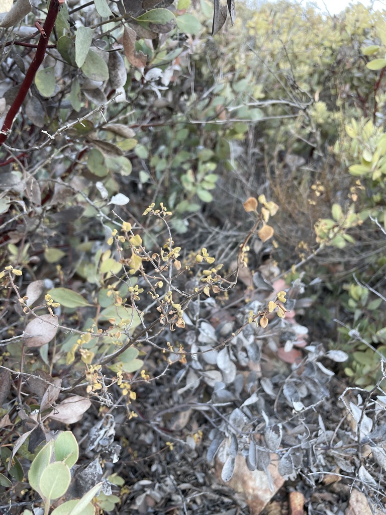 Clinopodium ganderi (Clinopodium ganderi)