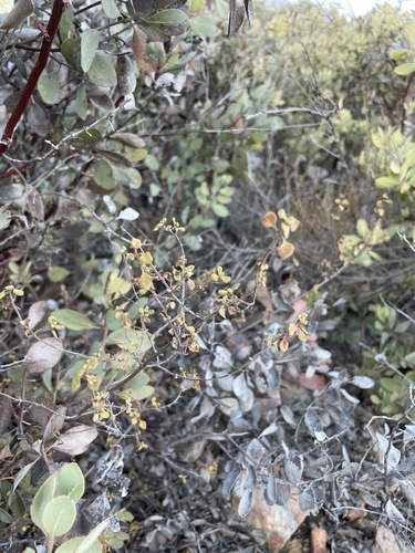 Clinopodium ganderi (Clinopodium ganderi)