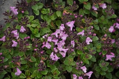 Clinopodium laxiflorum (Clinopodium laxiflorum)
