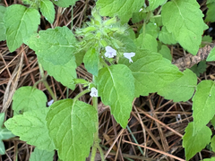 Clinopodium laxiflorum (Clinopodium laxiflorum)
