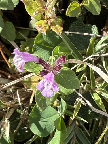 Clinopodium laxiflorum (Clinopodium laxiflorum)