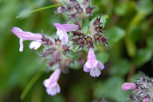 Clinopodium laxiflorum (Clinopodium laxiflorum)