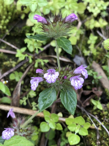 Clinopodium laxiflorum (Clinopodium laxiflorum)