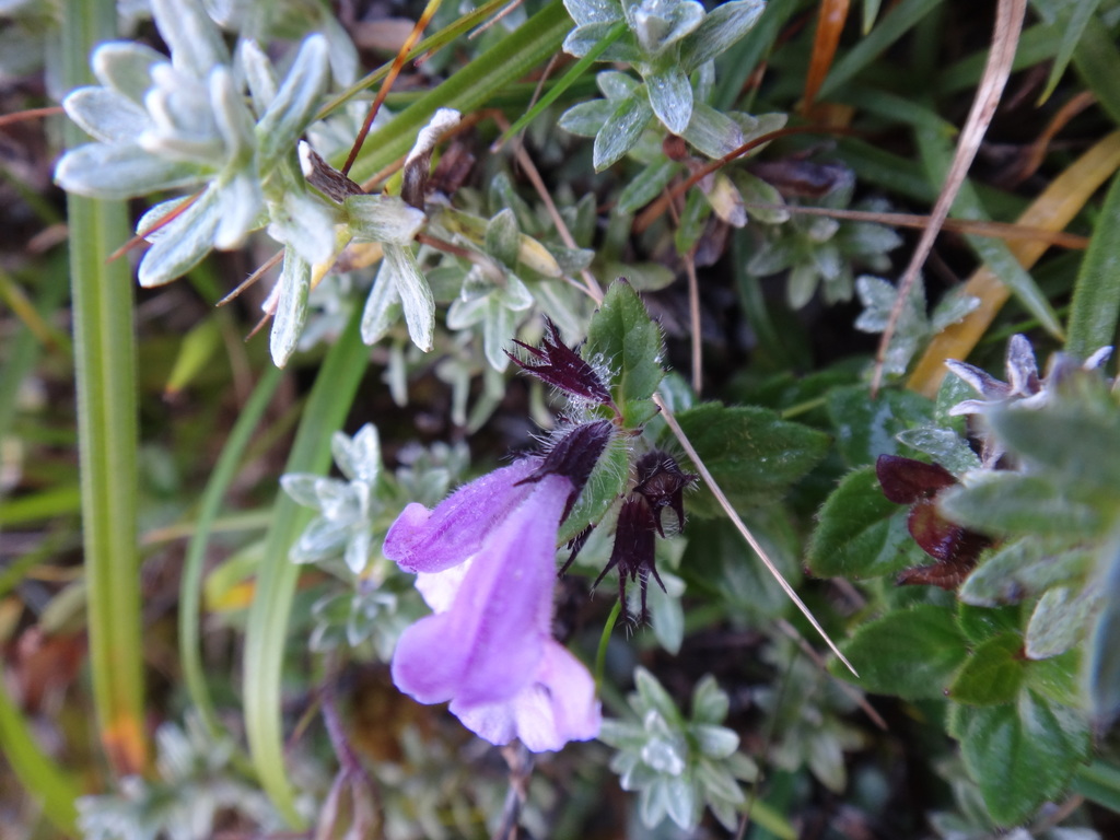 Clinopodium laxiflorum (Clinopodium laxiflorum)