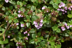 Clinopodium laxiflorum (Clinopodium laxiflorum)
