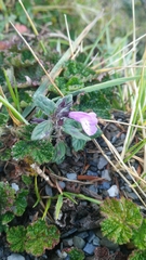 Clinopodium laxiflorum (Clinopodium laxiflorum)