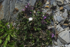 Clinopodium laxiflorum (Clinopodium laxiflorum)