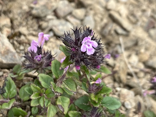 Clinopodium laxiflorum (Clinopodium laxiflorum)