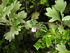 Clinopodium laxiflorum (Clinopodium laxiflorum)