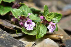 Clinopodium laxiflorum (Clinopodium laxiflorum)
