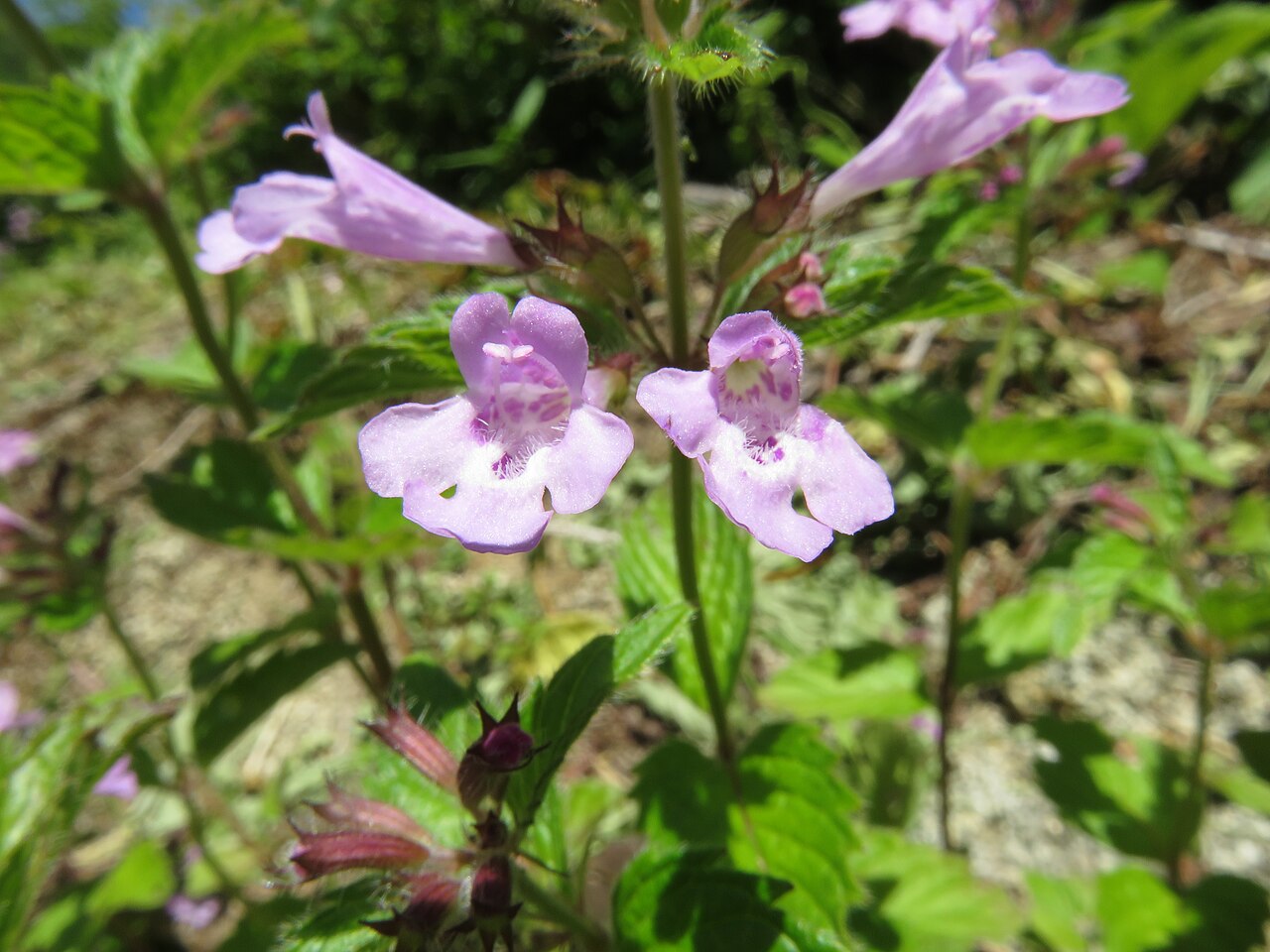 Clinopodium macranthum: Clinopodium macranthum , Mount Iide, Fukushima pref., Japan