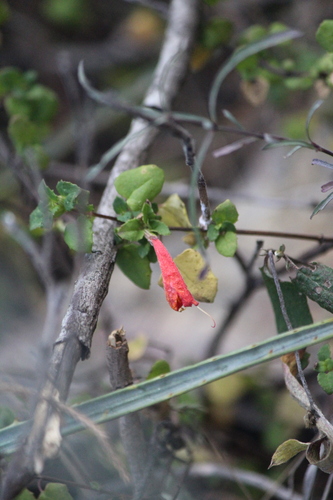 Clinopodium mexicanum (Clinopodium mexicanum)