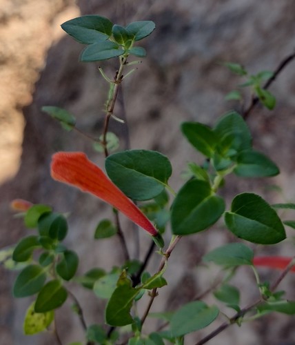 Clinopodium mexicanum (Clinopodium mexicanum)