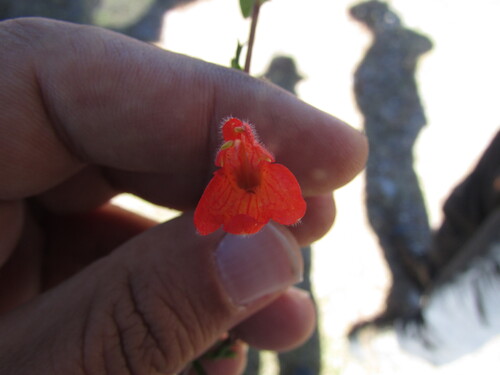 Clinopodium mexicanum (Clinopodium mexicanum)