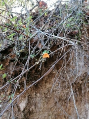 Clinopodium mexicanum (Clinopodium mexicanum)