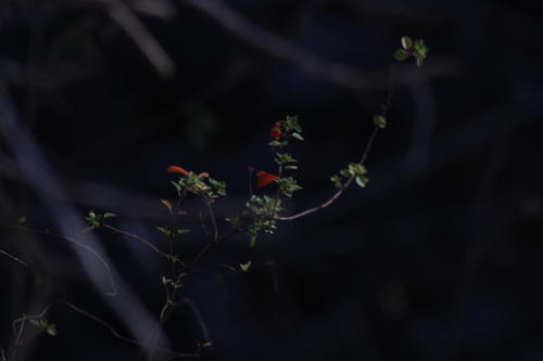 Clinopodium mexicanum (Clinopodium mexicanum)