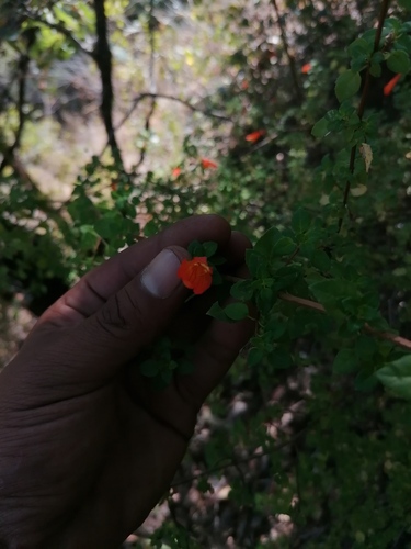 Clinopodium mexicanum (Clinopodium mexicanum)