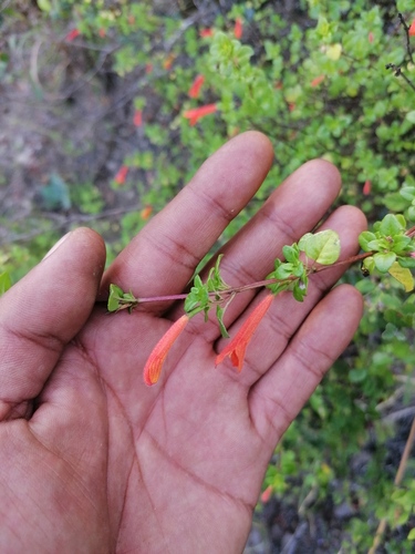 Clinopodium mexicanum (Clinopodium mexicanum)