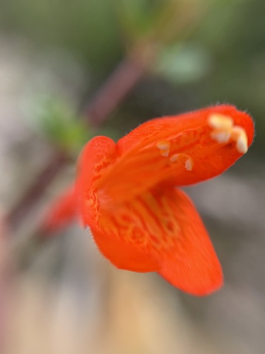 Clinopodium mexicanum (Clinopodium mexicanum)