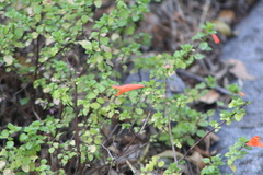 Clinopodium mexicanum (Clinopodium mexicanum)