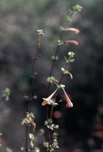 Clinopodium mexicanum (Clinopodium mexicanum)