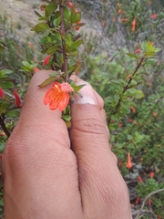 Clinopodium mexicanum (Clinopodium mexicanum)