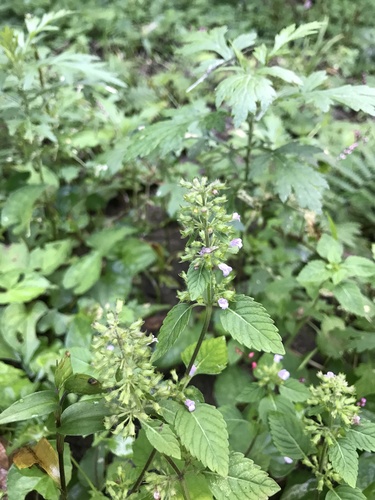 Clinopodium micranthum (Clinopodium micranthum)