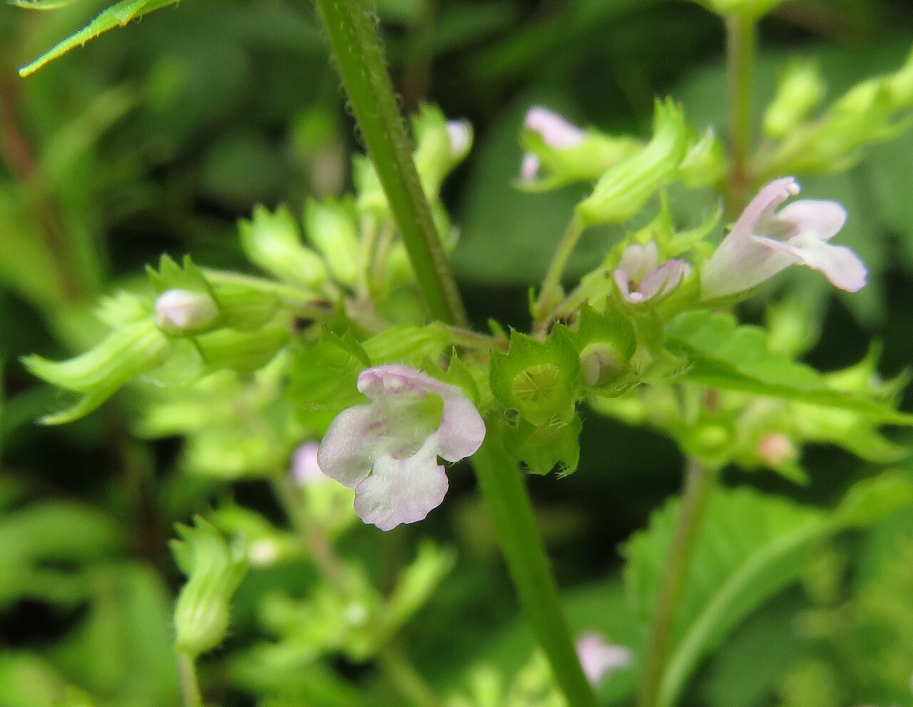 Clinopodium micranthum: Clinopodium micranthum var. sachalinense , Aizu area, Fukushima pref., Japan