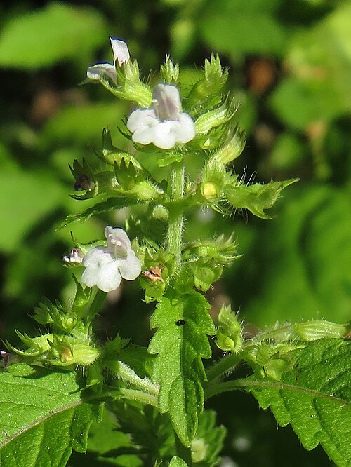 Clinopodium micranthum: Clinopodium micranthum , Aizu area, Fukushima pref., Japan