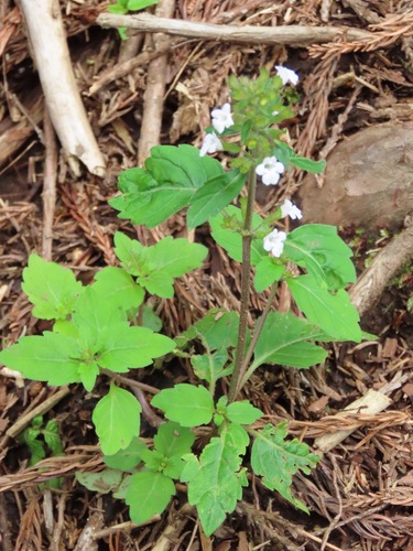 Clinopodium micranthum (Clinopodium micranthum)