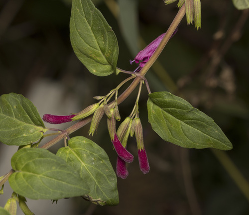 Clinopodium multiflorum (Clinopodium multiflorum)