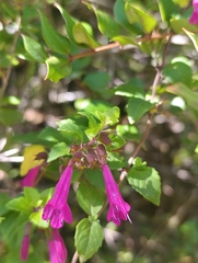 Clinopodium multiflorum (Clinopodium multiflorum)
