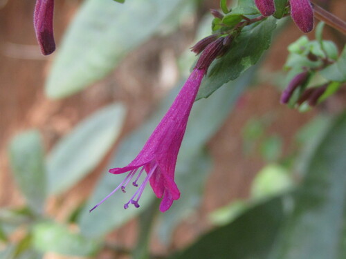 Clinopodium multiflorum (Clinopodium multiflorum)