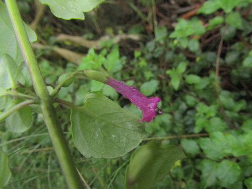 Clinopodium multiflorum (Clinopodium multiflorum)