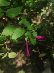 Clinopodium multiflorum (Clinopodium multiflorum)