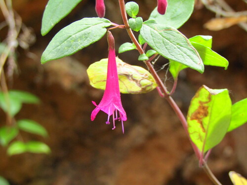 Clinopodium multiflorum (Clinopodium multiflorum)