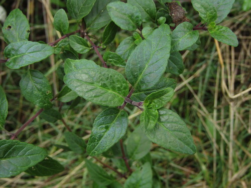 Clinopodium multiflorum (Clinopodium multiflorum)