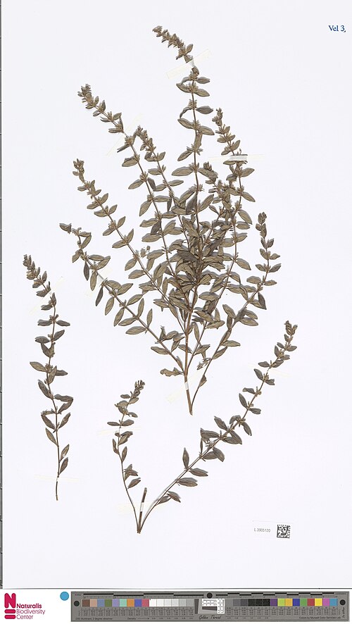 Clinopodium nepalense: Clinopodium nepalense
