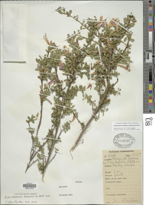 Clinopodium pallidum: An image of a Clinopodium pallidum