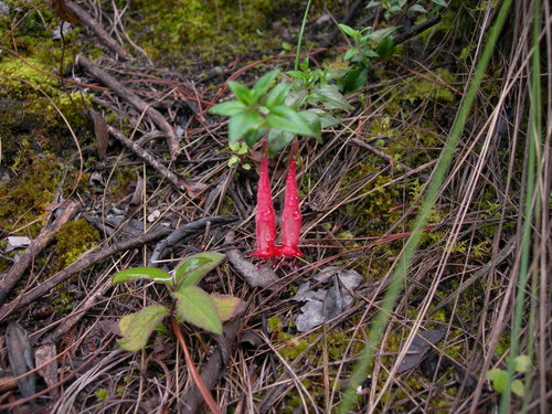 Clinopodium selerianum (Clinopodium selerianum)