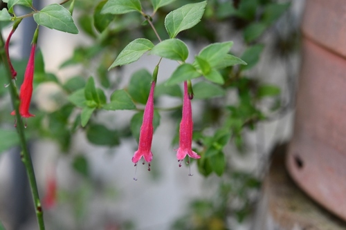 Clinopodium selerianum (Clinopodium selerianum)