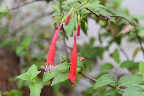 Clinopodium selerianum (Clinopodium selerianum)