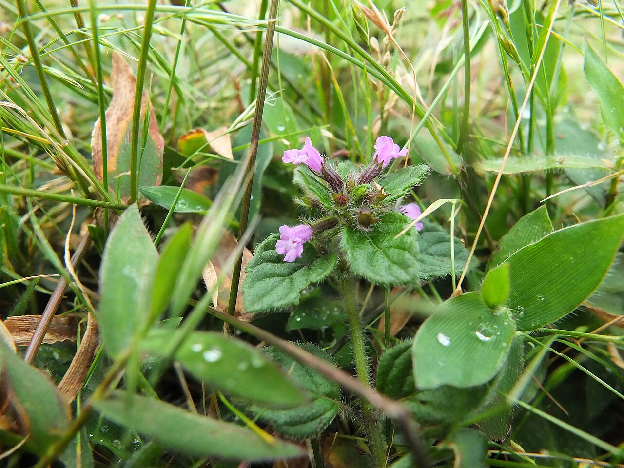 Clinopodium umbrosum: Clinopodium umbrosum — Field observation from Nilgiris, Tamil Nadu, India, India. Collected by Siddarth Machado (2014-10-25). Recorded in GBIF occurrence 242308