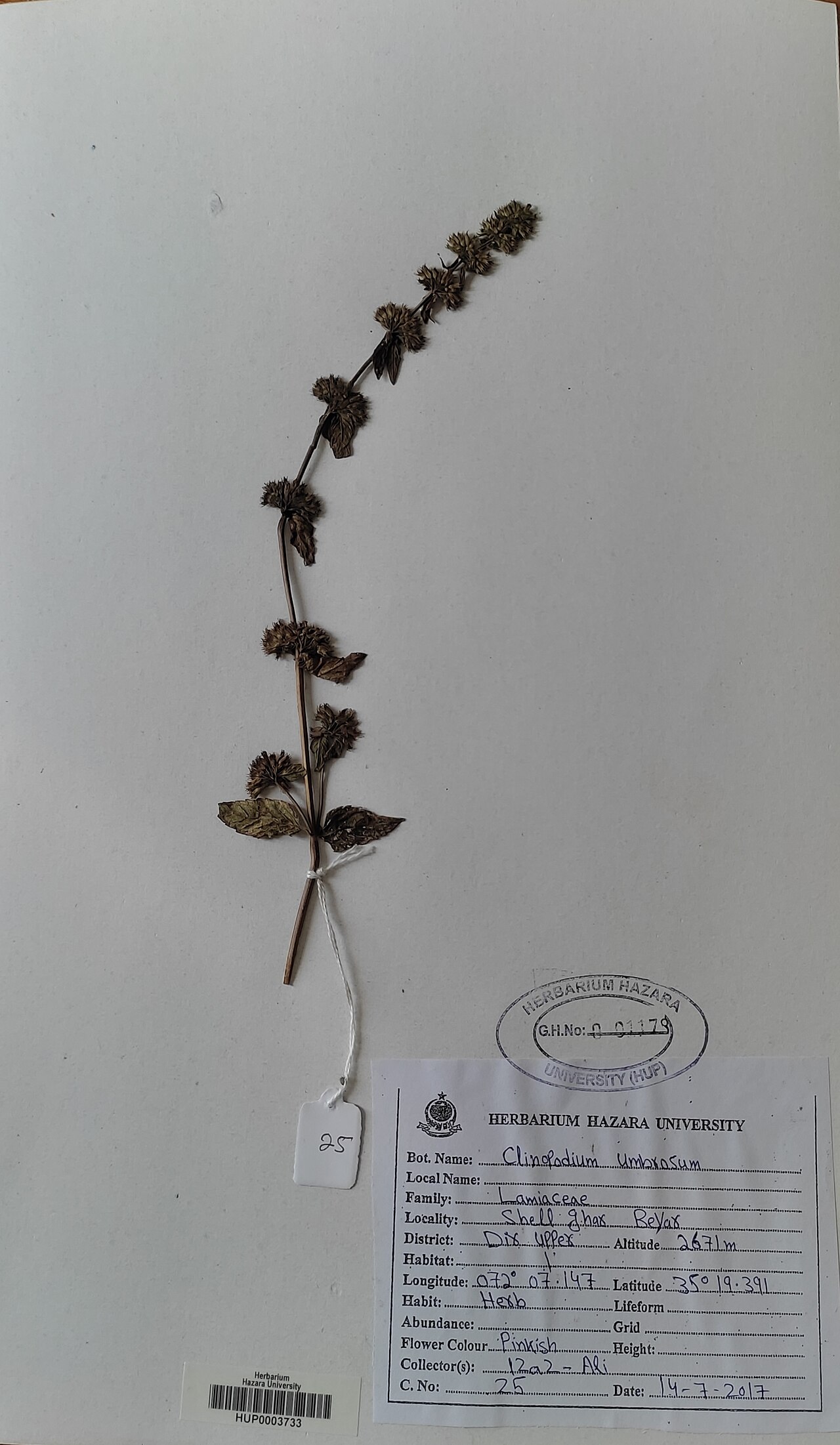 Clinopodium umbrosum: Clinopodium umbrosum — Herbarium specimen from Shell ghar reyar, Pakistan. Collected by Izaz Ali (2017-07-14). Recorded in GBIF occurrence 3960925361 .