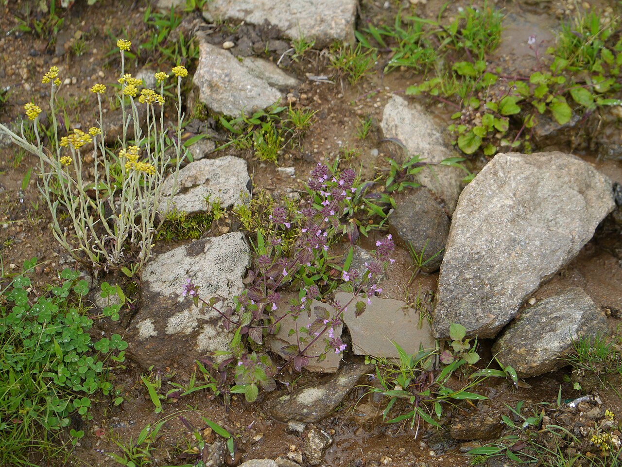 Clinopodium umbrosum: Gnaphalium affine and Clinopodium umbrosum