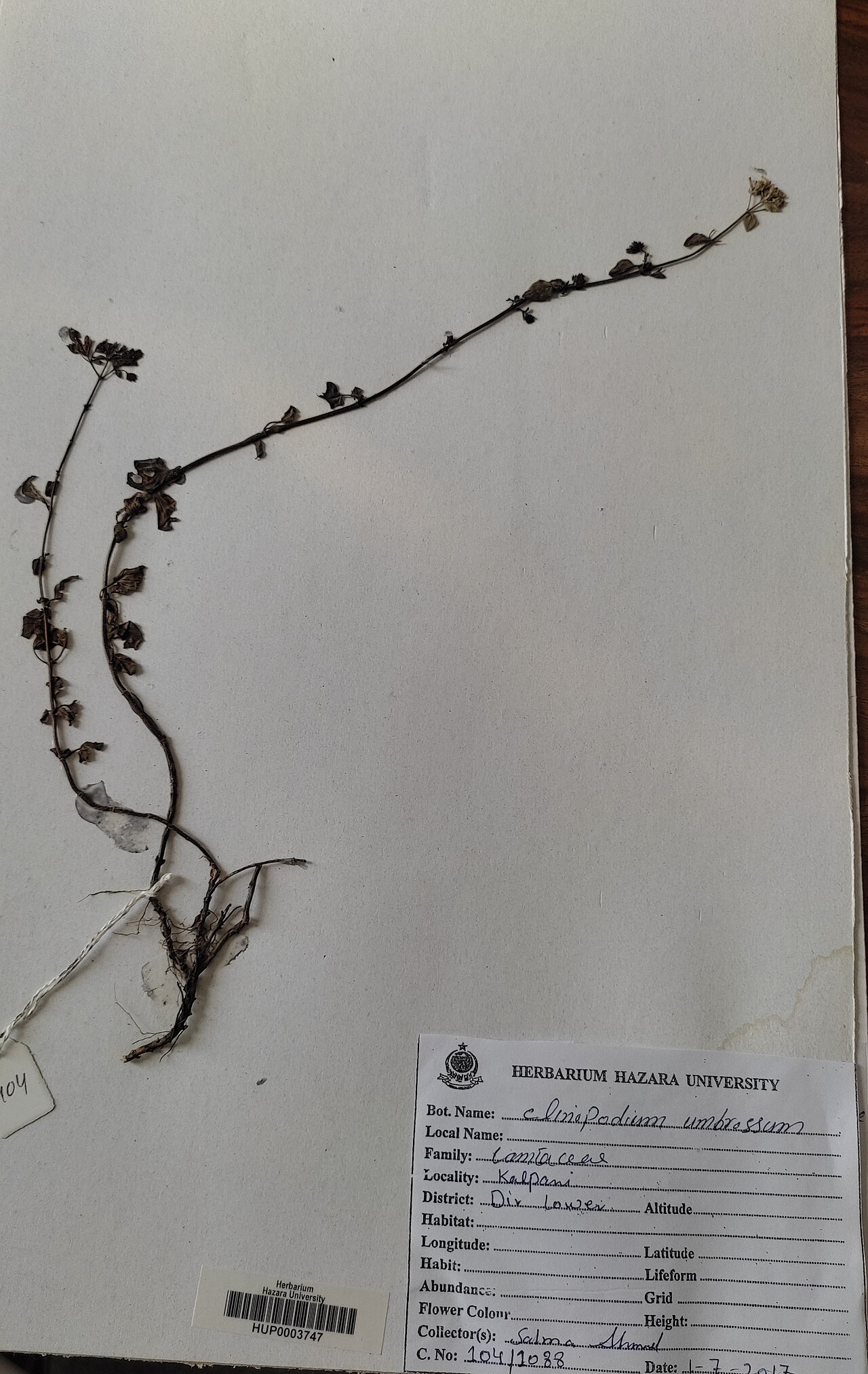Clinopodium umbrosum: Clinopodium umbrosum — Herbarium specimen from Kalpani, Pakistan. Collected by Salma ahmad (2017-07-01). Recorded in GBIF occurrence 4078818051 .