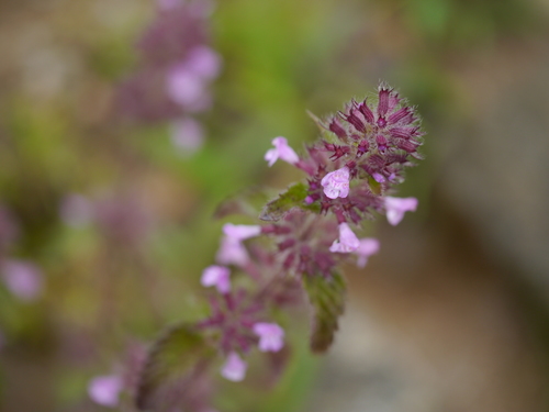 Clinopodium umbrosum (Clinopodium umbrosum)