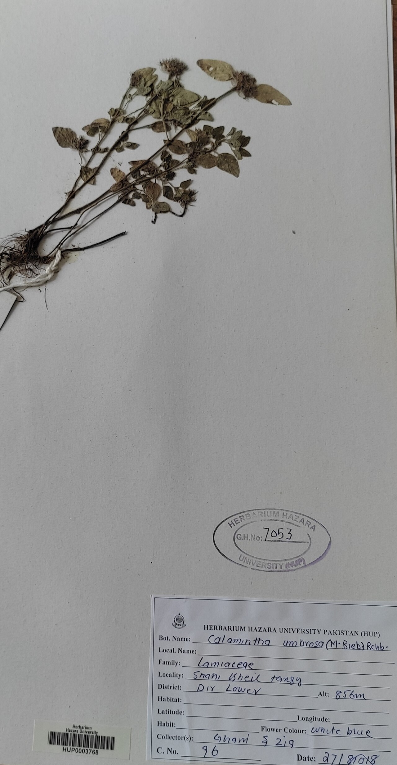 Clinopodium umbrosum: Clinopodium umbrosum — Herbarium specimen from shani kheil tangy, Pakistan. Collected by Ghani; zia (2018-08-27). Recorded in GBIF occurrence 4078817575 .