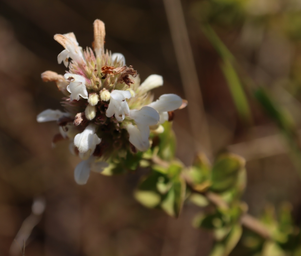 Clinopodium vernayanum (Clinopodium vernayanum)